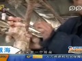 威海：奇怪小猪仔一头两身子