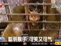 聪明猴子可笑又可气