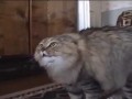 实拍美国胖猫学人说话说起“No”来特标准