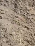 旅游-美国自驾游《黄石》之猛犸热泉